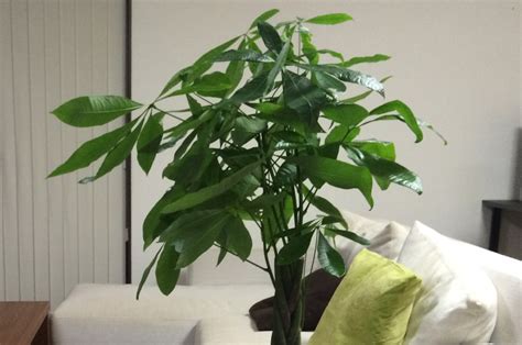 開運植物|【最強の幸運を呼ぶ観葉植物10選】風水アドバイザー。